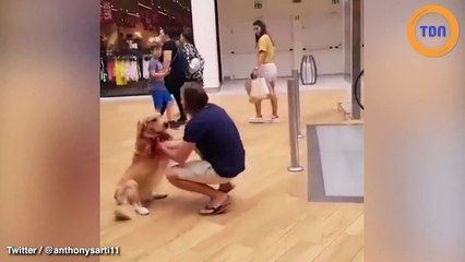 Ce chien est terrifié à l’idée de prendre les escalators