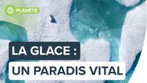 La glace, un paradis blanc vital pour la Planète : I am Vital par Florian Ledoux  | Futura