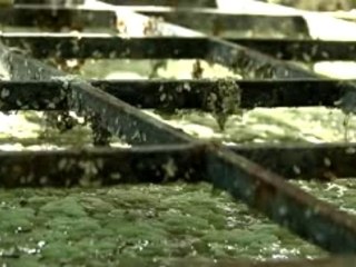 An Introduction to ASHES dIVIDE (Forever Can Be)