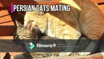 Cats Mating first time - Persian Baby doll Face cat breeds Mating -cats cross - breeding cats-