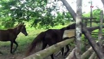 Kabar Baik! Bayi Kuda Jantan Lahir di Riau Lahir Selamat