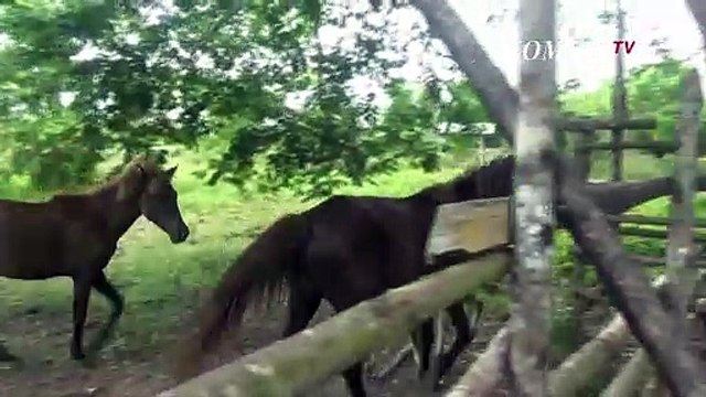 Kabar Baik! Bayi Kuda Jantan Lahir di Riau Lahir Selamat