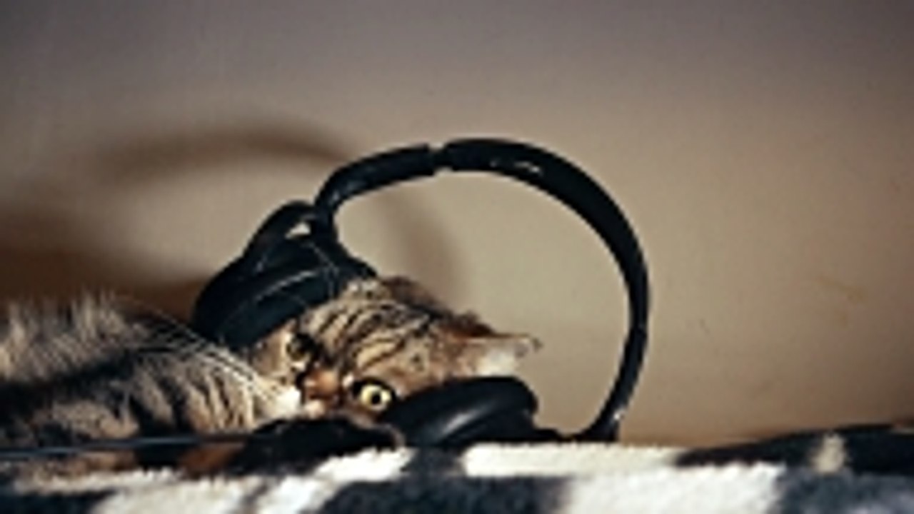 You Can Create a Playlist for Your Pet With Spotify