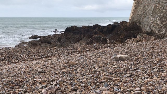 Deux phoques et un pingouin aperçus aux Sables-d’Olonne en Vendée
