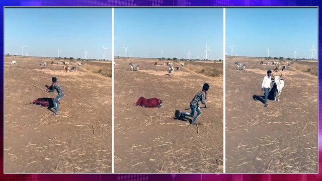 Viral Video : Watch How A Cow Saved The Owner