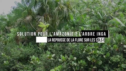 Solution pour l'Amazonie ? L’arbre Inga favorise la repousse de la flore sur les sols brûlés