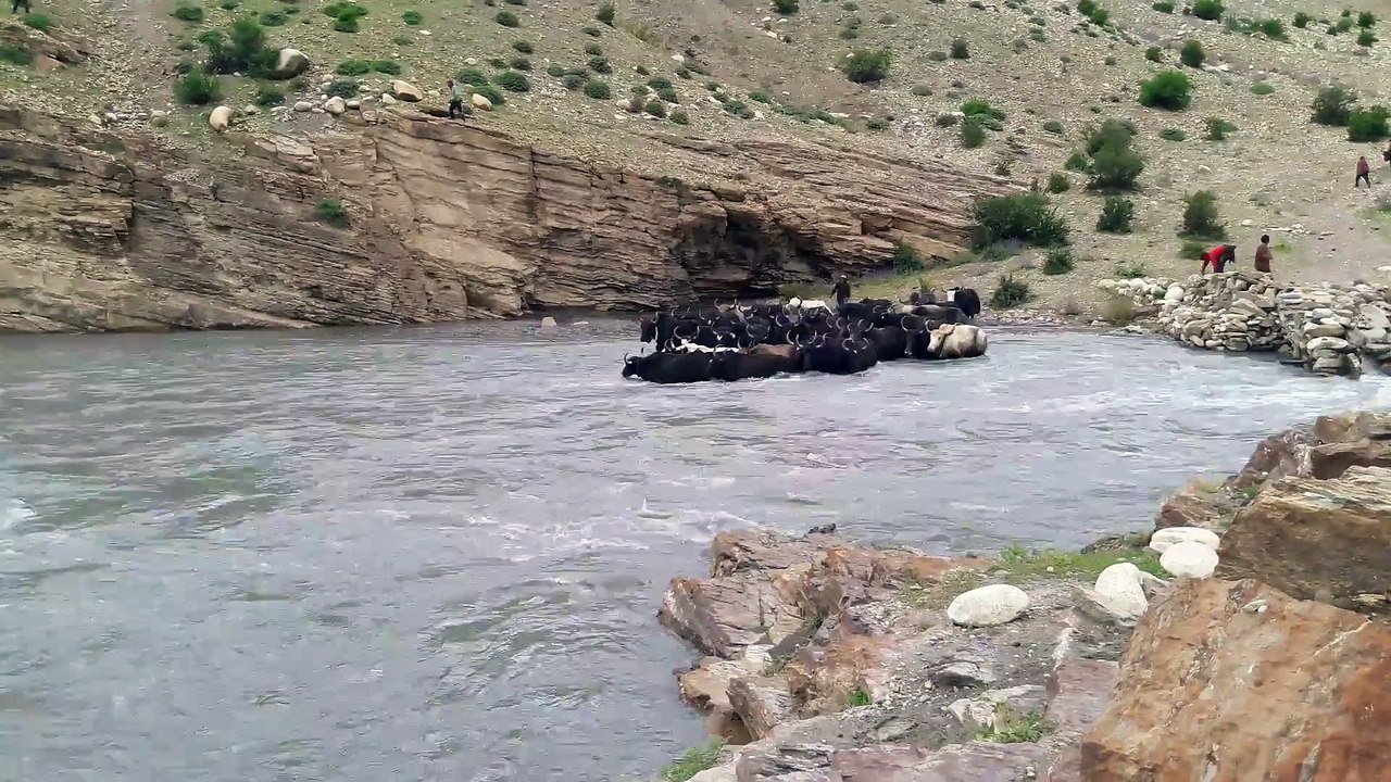 Floating yak
