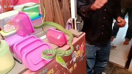 Novice animal rescuer injured by snakebites while learning to remove snake from kitchen