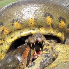 Anaconda Vs Crocodile Who Is The Strongest | Oneindia Malayalam