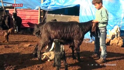 Annesi ölen yavru köpeğe keçi annelik yapıyor