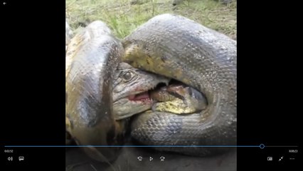 Anaconda vs Crocodile fight..!