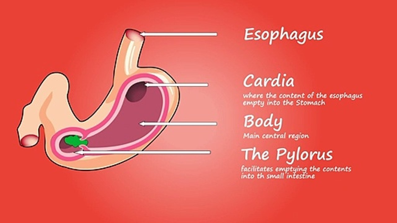 Stomach-liver-intestine-internal' stomach liver position, stomach liver anatomy, stomach liver & bowel clinic, stomach liver cancer, stomach liver kidney