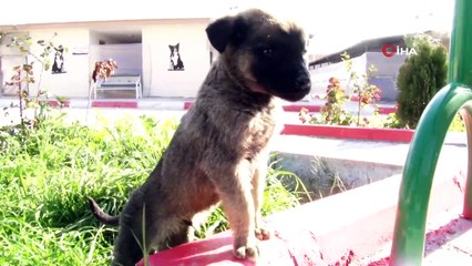 'Bereket’in yavruları büyüyor