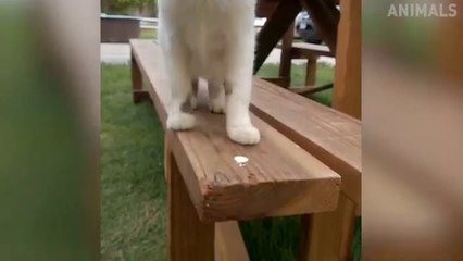 Try Not To Laugh Animals   Funny Cats Videos 2019   Funniest Clean Vines Compila