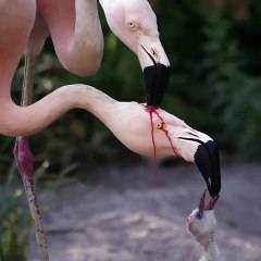 Un bébé flamant rose nourrit au lait de jabot rouge