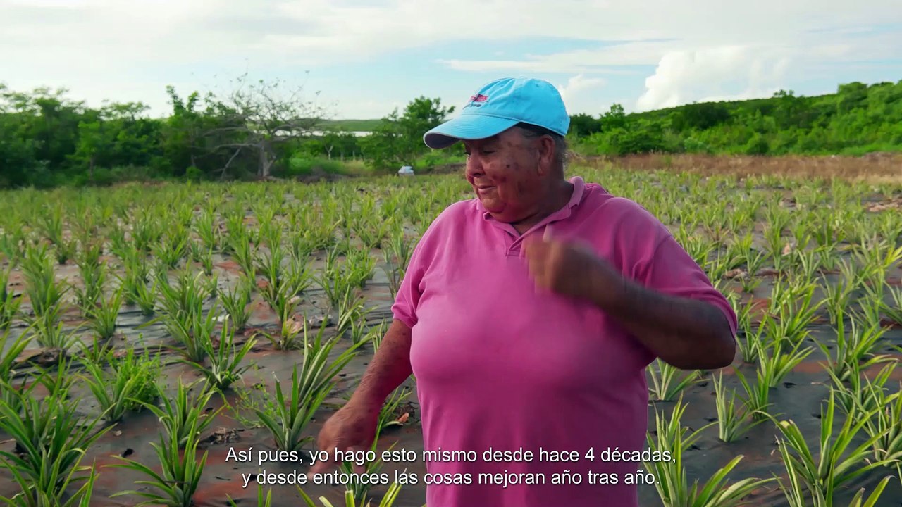 Bahamazing Expériences - Lady Di, la reina de los campos de piñas