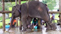 Elephant brutally injured by hunter's snare treated at wildlife sanctuary in Indonesia
