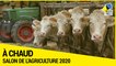 [A CHAUD] - Salon de l'agriculture 2020 : les producteurs de Meurthe-et-Moselle à l'honneur