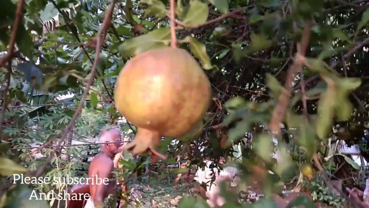 My india house garden inn tamil/Tamil channel/ india channel /Flowers and fruits garden