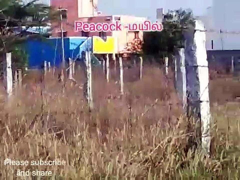Peacock walking in Coimbatore pothanur india