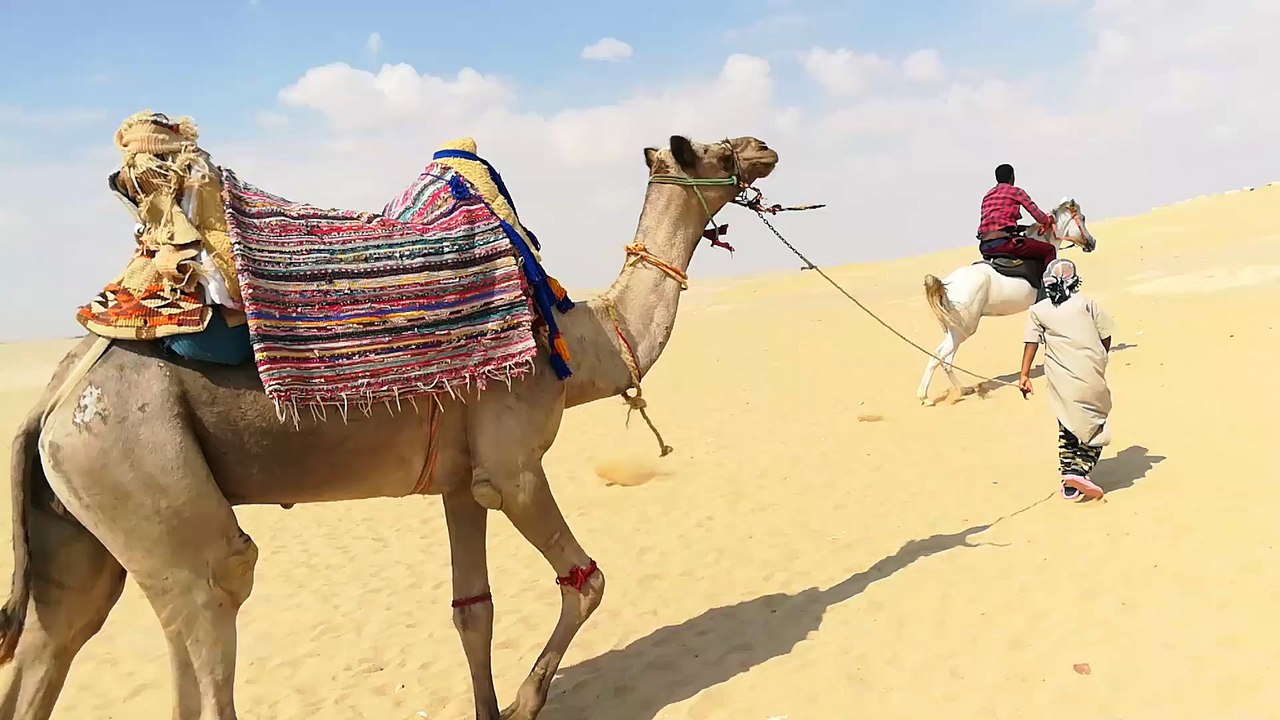Old 100 Years African Camel In Wadi El Rayan Desert
