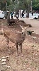 Un cerf attaque une petite fille (Nara)