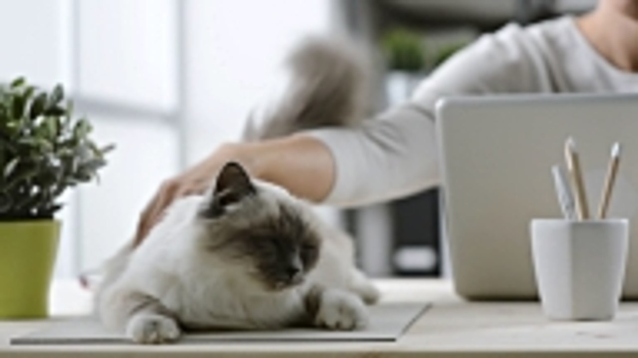 13 Ways to Spoil you Pet