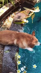 Corgi Gets High Centered Trying to Get Into Pool