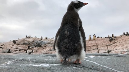 Penguin Gives Camera an Unexpected Surprise