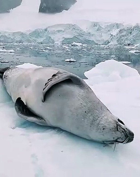 Grey Seal Wants Belly Scratches