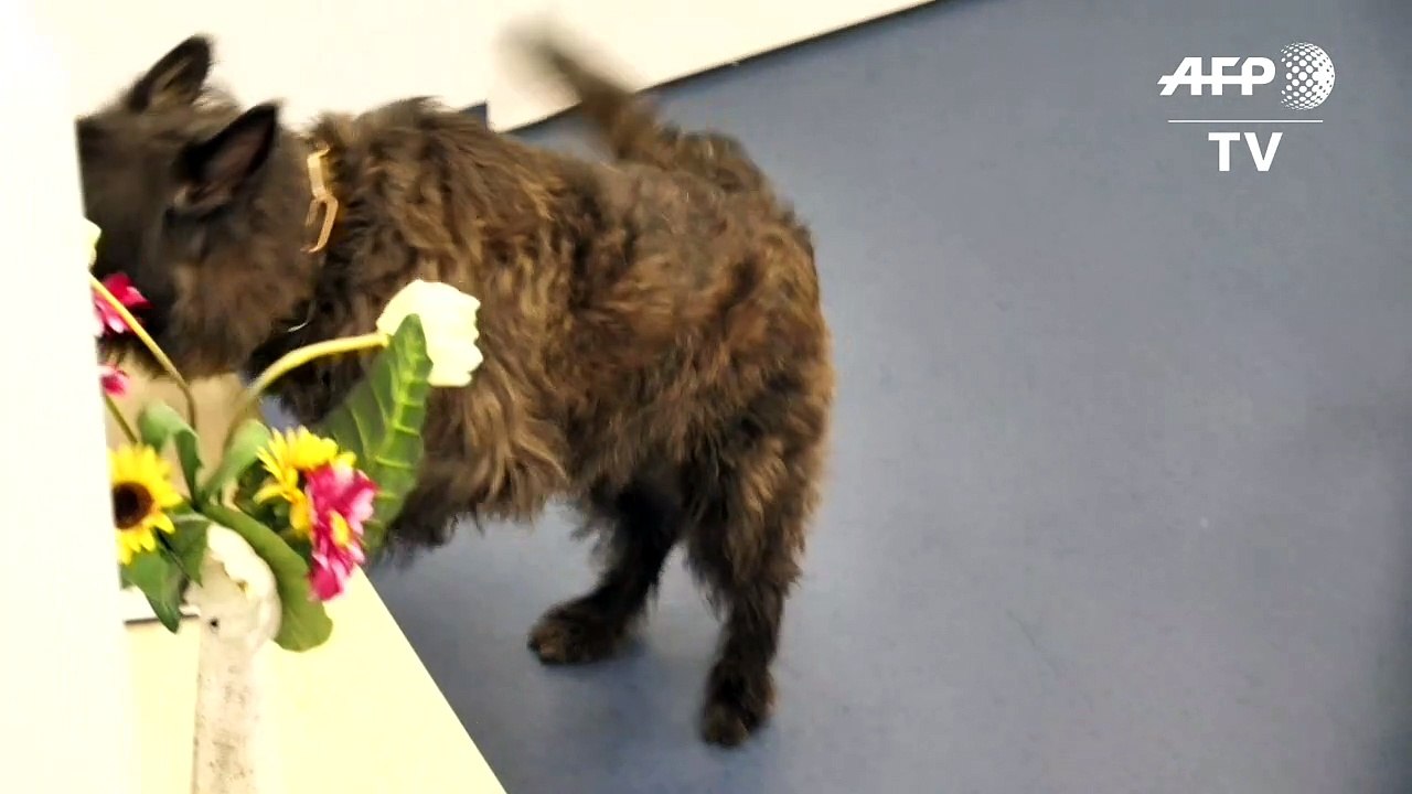 Datenspeicherspürhunde: im kampf gegen kinderpornographie