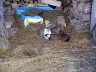 Sortie des Petits 🌟