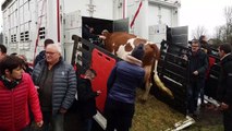 Salon de l'agriculture. Vercel : chargement et départ des montbéliardes pour Paris