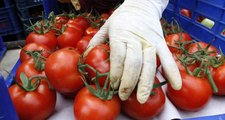 Rusya'nın, Türkiye'den domates alım kotasını artırması üretici ve ihracatçıyı sevindirdi