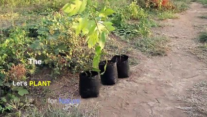 4 Best Matches Art Chain Reaction Domino Effect