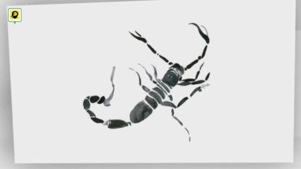 Doğum Yaptıktan Sonra Akrep Ne Yapar ?