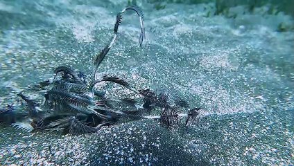 Strange Sea Creature Scuttles along Floor