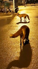 Meeting a Pair of Hungry Foxes