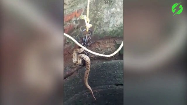 Regardez comment il réussit à sauver ces serpent tombés dans un puits