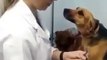 Ce chien est tombé amoureux de la vétérinaire... Adorable
