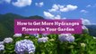 How to Get More Hydrangea Flowers in Your Garden