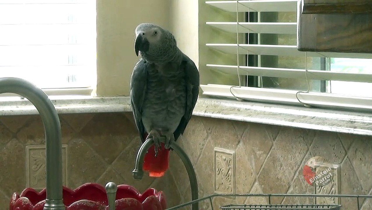 Einstein the talking parrot demands pizza!