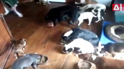 Best Trained And Disciplined Dogs Ever -