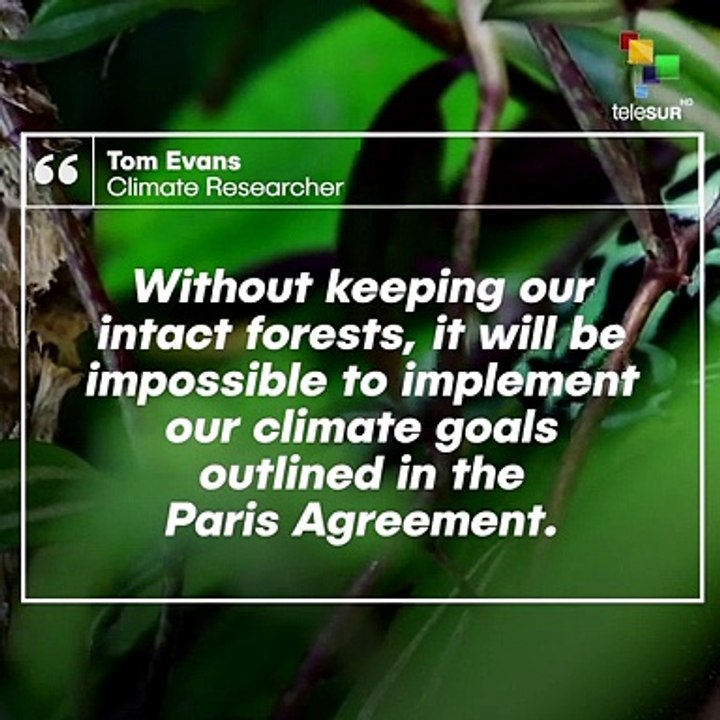 Save The Forests To Reach The Paris Agreement