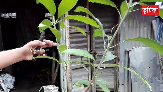 mango grafting techniques | mango grafting root
