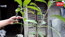 mango grafting techniques | mango grafting root