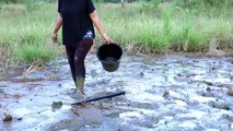 Amazing Fishing Technique In Battambang Traditional Fishing (part 015)
