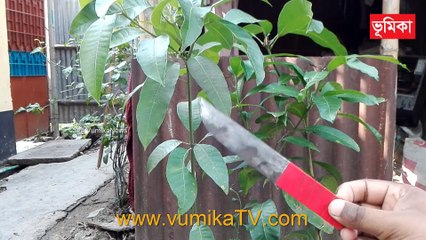 mango grafting techniques | mango grafting root