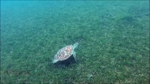 Beautiful Sea Turtle Swims Along the Sea Floor