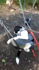 Doggo Enjoys a Good Swing